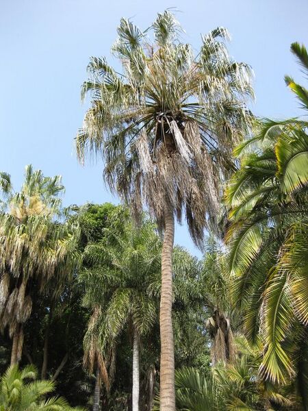 File:576px-IMG 4150 hunt0904.jpg