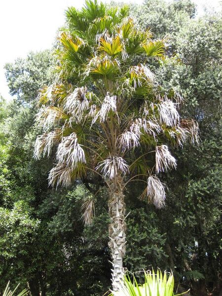 File:576px-IMG 4168 hunt0904.jpg