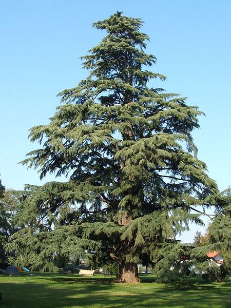 File:768px-Pedrengo cedro nel parco Frizzoni.jpg