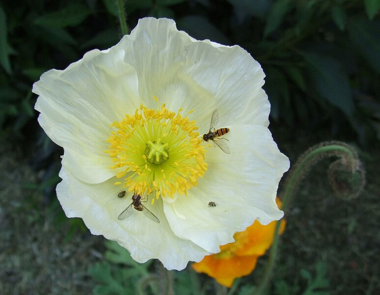 File:990px-Isländischer Mohn.jpg