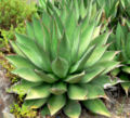 Agave shawii