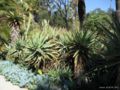 Aloe x principis