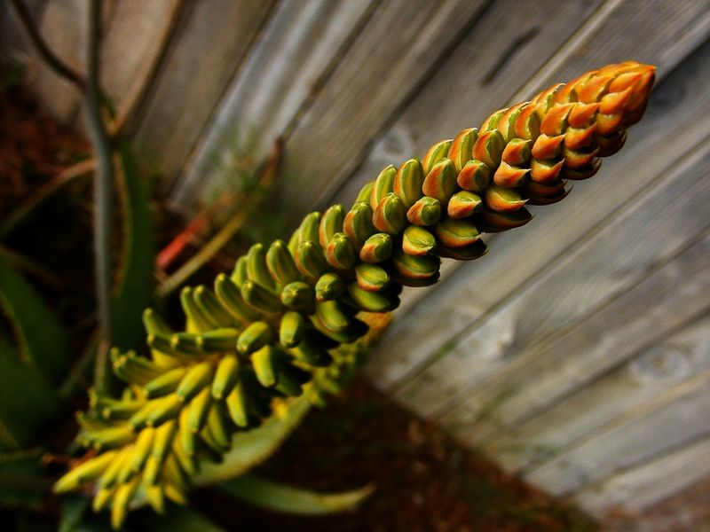 File:Aloe Vera Plant Flower 2.jpg