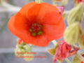 Thumbnail for version as of 20:39, 9 October 2008