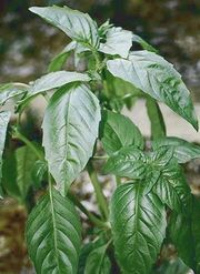 Basil