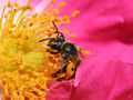 Thumbnail for version as of 10:22, 23 May 2007
