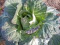 Collard cultivar 'Cabbage Collar'