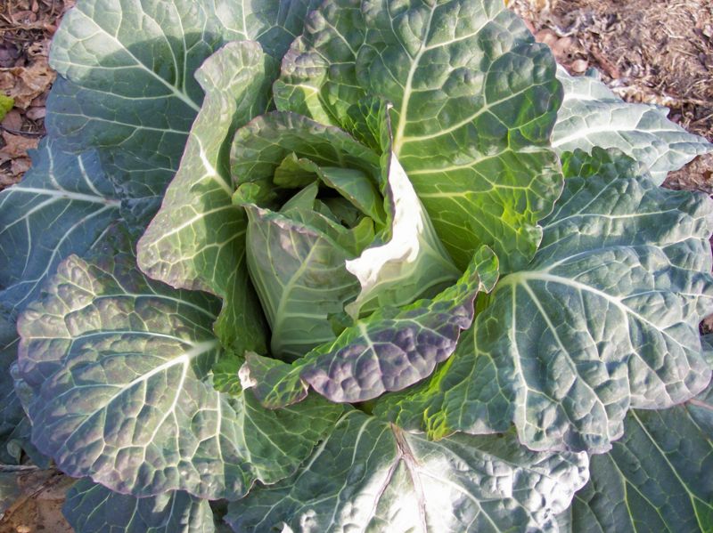 File:Cabbage collard 2.jpg