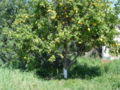 lemon tree