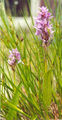 Thumbnail for version as of 10:28, 4 July 2007