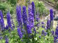 Delphinium