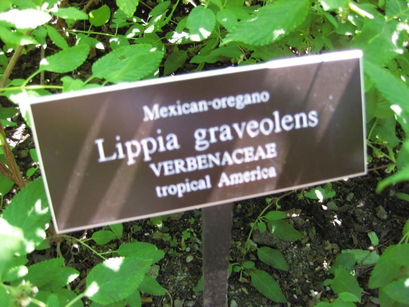 File:IMG 0263 nybg09.jpg