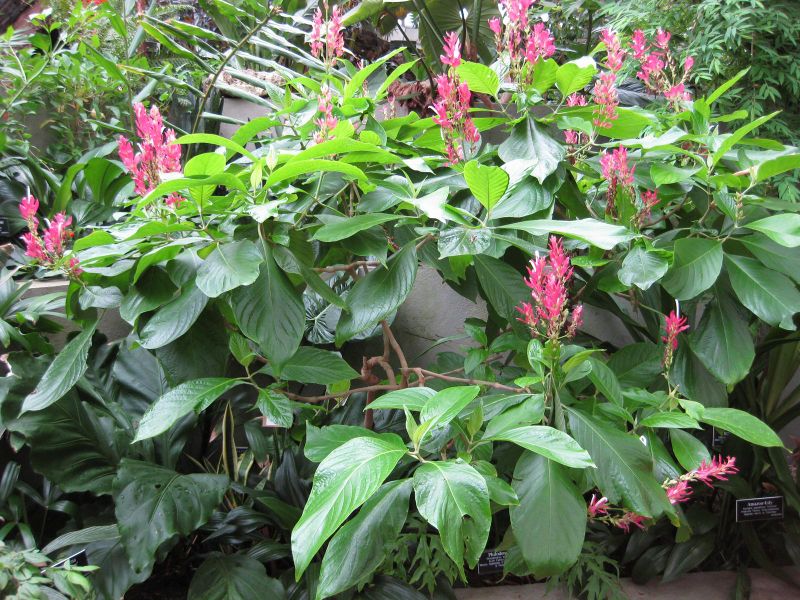 File:IMG 1032 bbg09.jpg