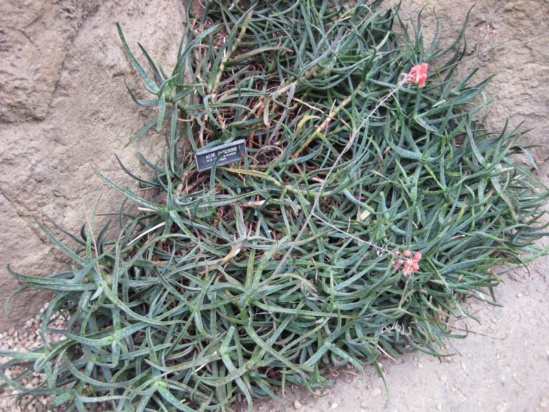 File:IMG 1248 bbg09.jpg