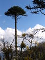 Thumbnail for version as of 06:10, 25 May 2007