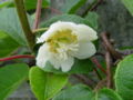 Male flower