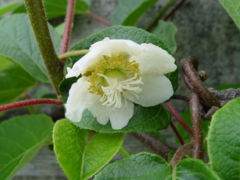 Actinidia deliciosa