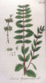 Symphoricarpos vulgaris . Drawn by Eersde Deel, 1813.