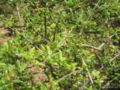 osteomeles subrotunda