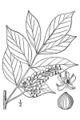 Thumbnail for version as of 04:59, 13 August 2007