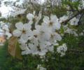 Flowers and leaves