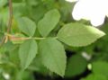 Leaf with stipules