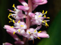 Blooms of ti plant