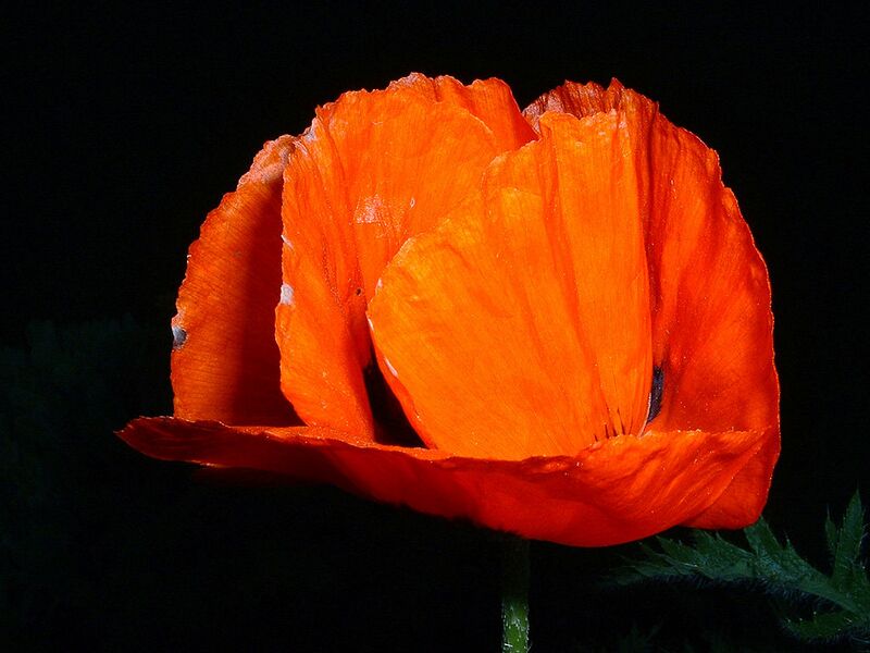 File:1024px-Poppy - Ontario Canada - Relic38.JPG