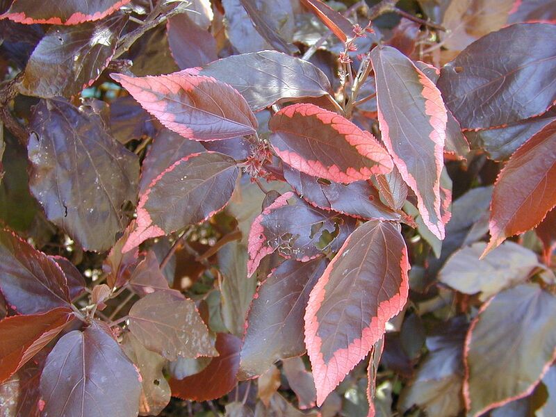 File:1024px-Starr 030418-0153 Acalypha godseffiana.jpg
