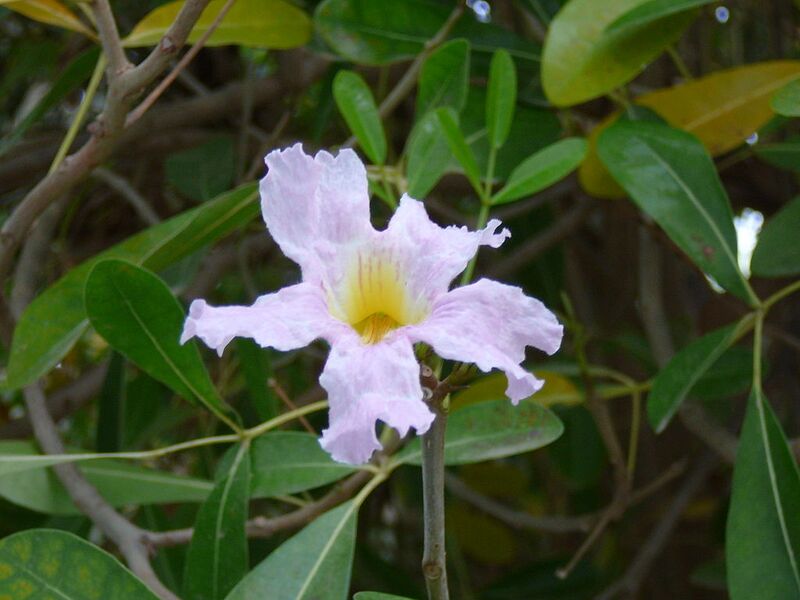File:1024px-Tabebuia rosea 0001.jpg