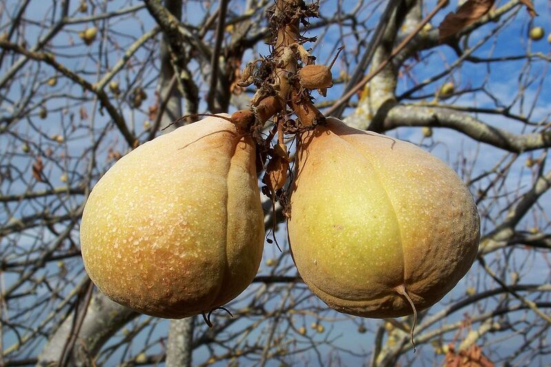 File:1280px-Aesculus californica-26.jpg