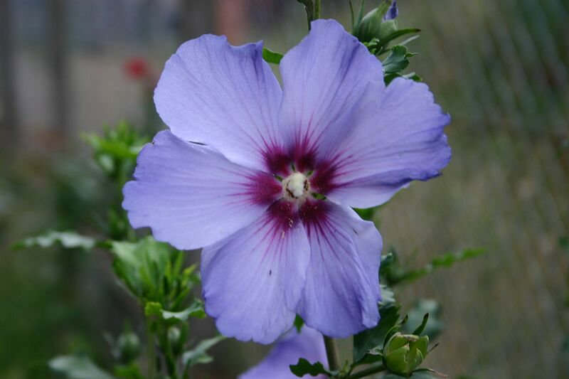File:1280px-Hibiscus bleu 1.jpg