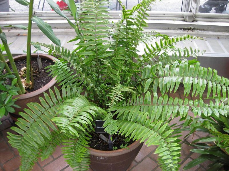 File:1280px-IMG 0882 bbg09.jpg