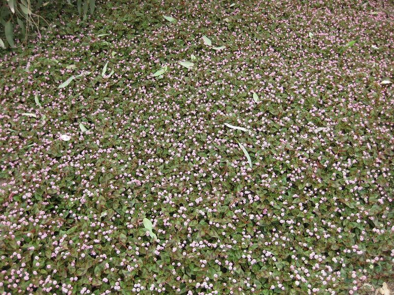 File:1280px-IMG 4802 hunt0904.jpg