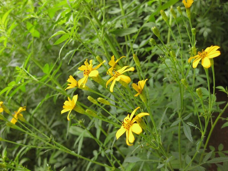 File:1280px-IMG 7093 hunt09jun.jpg