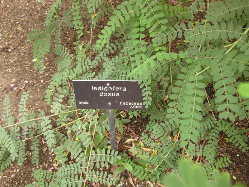 File:1280px-IMG 7098 hunt09jun.jpg