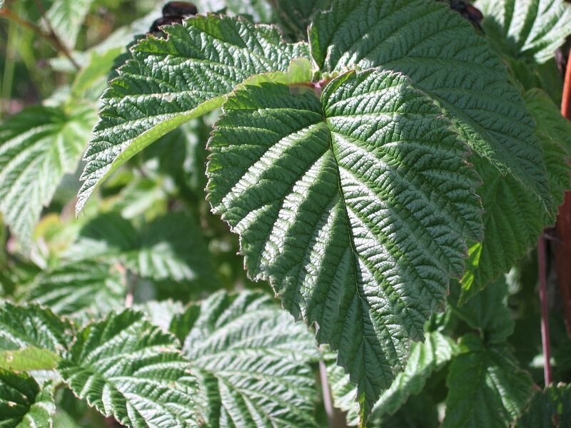 File:1280px-Rubus idaeus leaf.JPG
