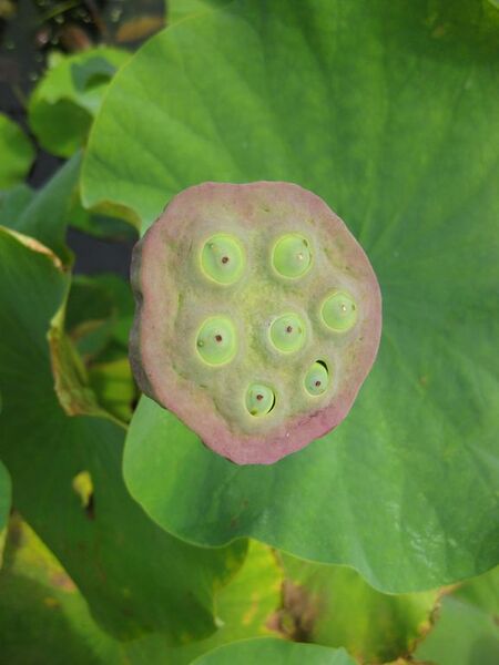 File:576px-IMG 0801 bbg09.jpg