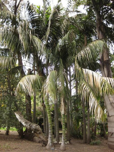 File:576px-IMG 3928 hunt0904.jpg