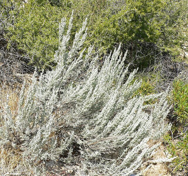 File:820px-Artemisia tridentata 1.jpg