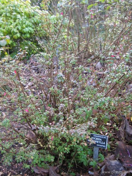 File:Fuchsia microphylla-IMG 7362 sfbg0308.jpg