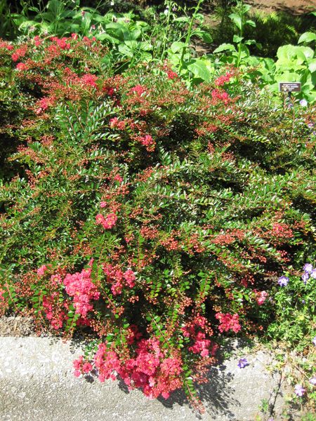 File:IMG 0283 nybg09.jpg