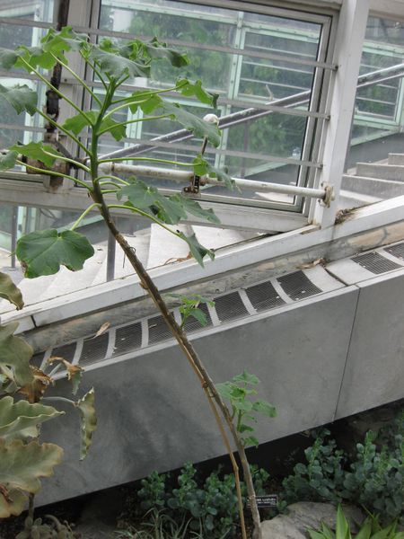 File:IMG 1259 bbg09.jpg