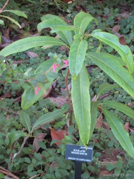 File:Illicium mexicanum-IMG 7724 sfbg0308.jpg