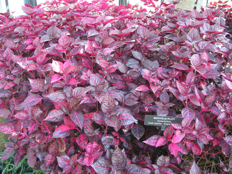 File:IresineHerbstii.jpg