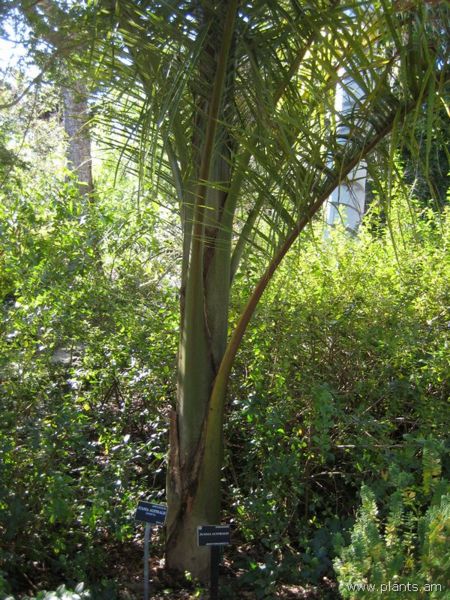 File:Juania australis-chonta-IMG 7046 sfbg0308.jpg
