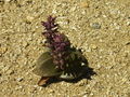 Thumbnail for version as of 04:56, 24 January 2008