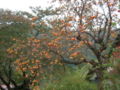Thumbnail for version as of 06:17, 9 June 2007