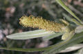 Thumbnail for version as of 06:18, 17 November 2007