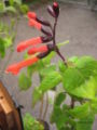 Salvia gesneriiflora